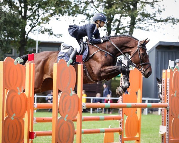 jumper Chaccudo (Hanoverian, 2008, from Chacco-Blue) jumper Chaccudo (Hanoverian, 2008, from Chacco-Blue)