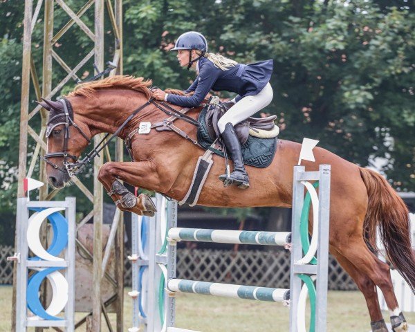 jumper Kansas DW (Belgian Warmblood, 2010, from Adorado)