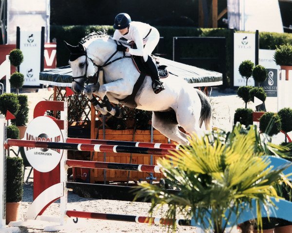 broodmare Chelsea 130 (Westphalian, 2010, from Congress)