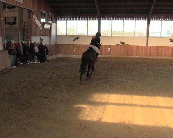 Reitturnier Werne 2025