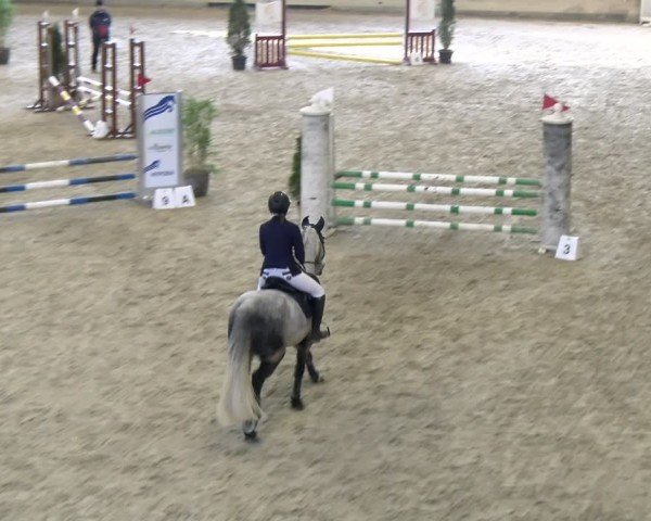 Reitturnier Schaffhausen 2025