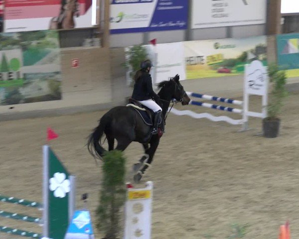 Reitturnier Schaffhausen 2025