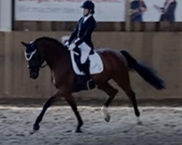 dressage horse Kazaar (Trakehner, 2004, from Louidor)