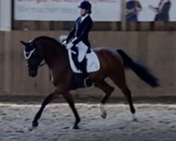 dressage horse Kazaar (Trakehner, 2004, from Louidor)