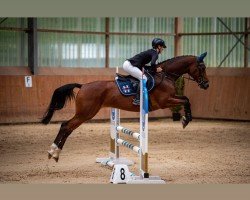broodmare Peaches 53 (Holsteiner, 2016, from Cola Zero)