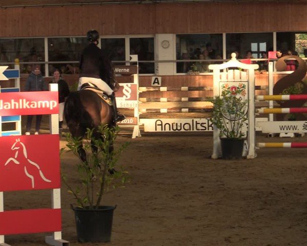 Reitturnier Werne 2025