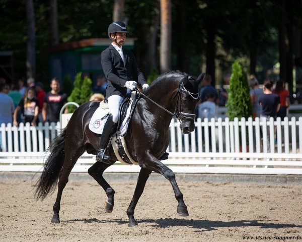 stallion Ecuador Di Fonte Abeti (Hanoverian, 2015, from Negro)