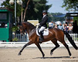 Cavallo da Dressage DieEine (Hannoveriano, 2015, di Danzador)