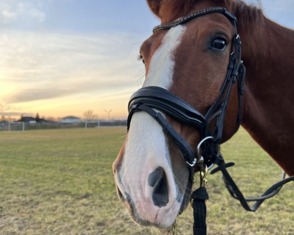 horse Pumuckl (Hanoverian, 2016, from Dressage Royal)