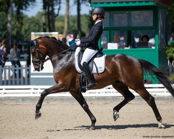 dressage horse Diallo 3 (Hanoverian, 2015, from Dancier)