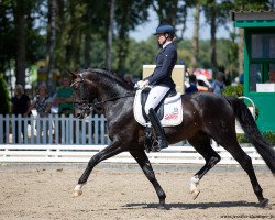 dressage horse Delano 111 (Oldenburg, 2015, from Diamond Hit)
