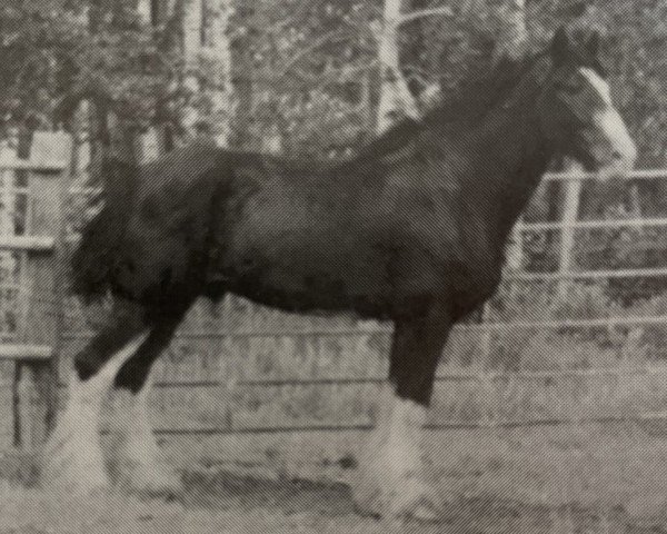 stallion Donegal Joe Nine Lives (Clydesdale, 1995, from Belleau Master Joe) stallion Donegal Joe Nine Lives (Clydesdale, 1995, from Belleau Master Joe)