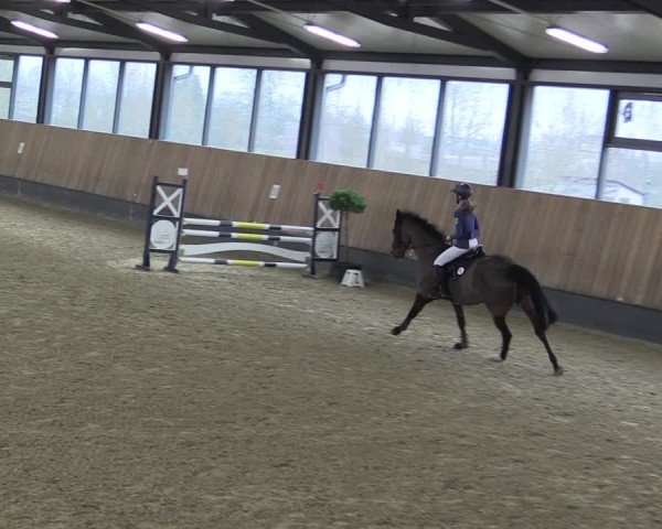 Reitturnier Zwickau 2025