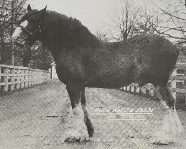 stallion Music Hall 20681 (Clydesdale, 1920, from Dunure Footprint 15203)