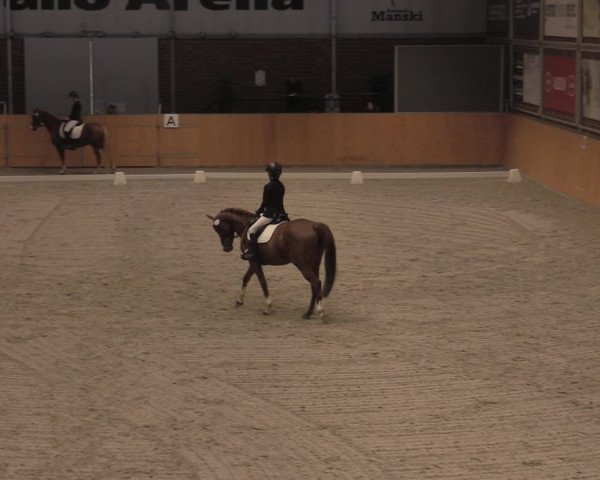 Reitturnier Güstrow/Cavallo Arena 2021