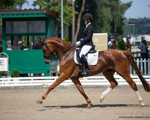dressage horse Bavalou (Mecklenburg, 2015, from Belantis)