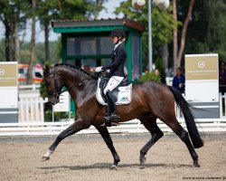 stallion Vivaldon (Oldenburg, 2015, from Vivaldi)