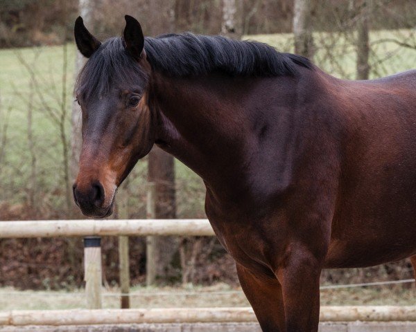 Springpferd Duke of Dallas (Oldenburger Springpferd, 2020, von Dallas VDL Z)