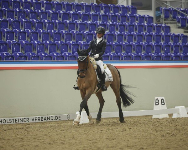 dressage horse Adliger (Arab half breed / Partbred, 2009, from Arystokrat AA)