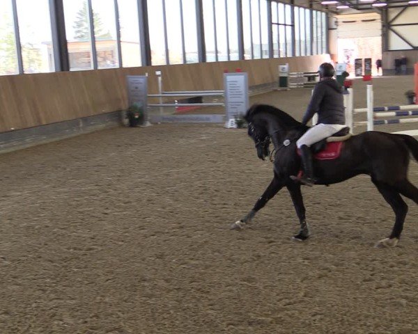 Reitturnier Zwickau 2025