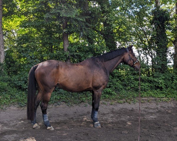 dressage horse Olympico 3 (Trakehner, 2004, from Cadeau)