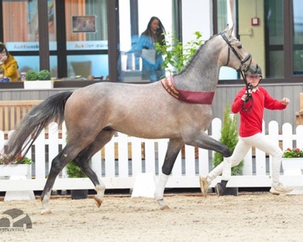 stallion Corello RS (Holsteiner, 2021, from Cornet Obolensky)