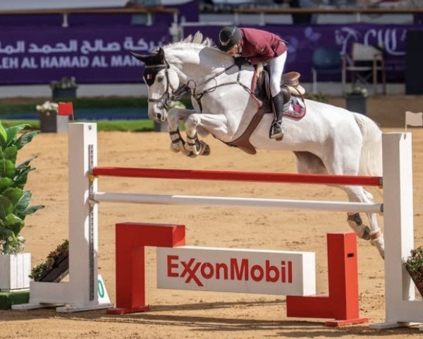 jumper Lisa Perina F (KWPN (Royal Dutch Sporthorse), 2016, from Cape Coral Rbf Z)