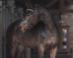 stallion Cornets Chindoctro (KWPN (Royal Dutch Sporthorse), 2018, from Cornet Obolensky)