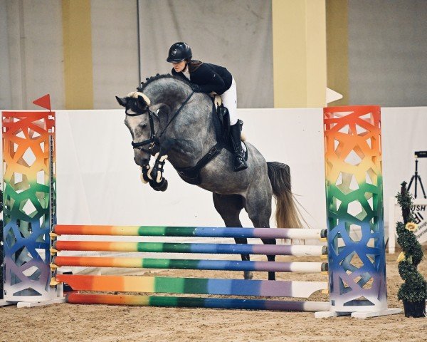 Springpferd Checkta (Oldenburger Springpferd, 2020, von K.i Checkter)