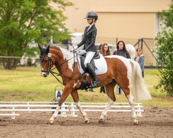 Dressurpferd Samor 9 (Deutsches Reitpony, 2014, von OM El Shampane ox)