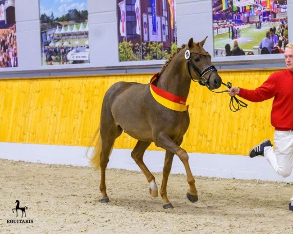 stallion Birkenhain Daily Enjoy (German Riding Pony, 2022, from Dreidimensional AT NRW)