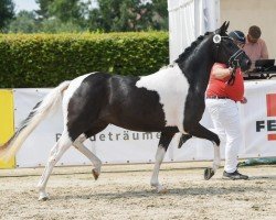 Zuchtstute Darling‘s Monte AT (Deutsches Reitpony, 2021, von Day and Night AT)