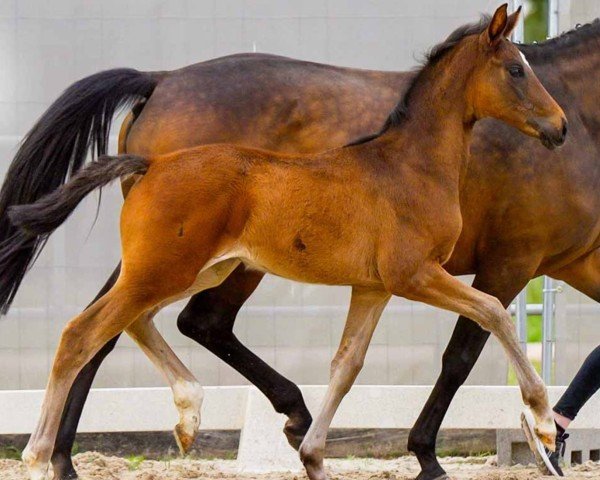 horse Shu Fauna Fortuna (Hanoverian, 2024, from Shu Fu)