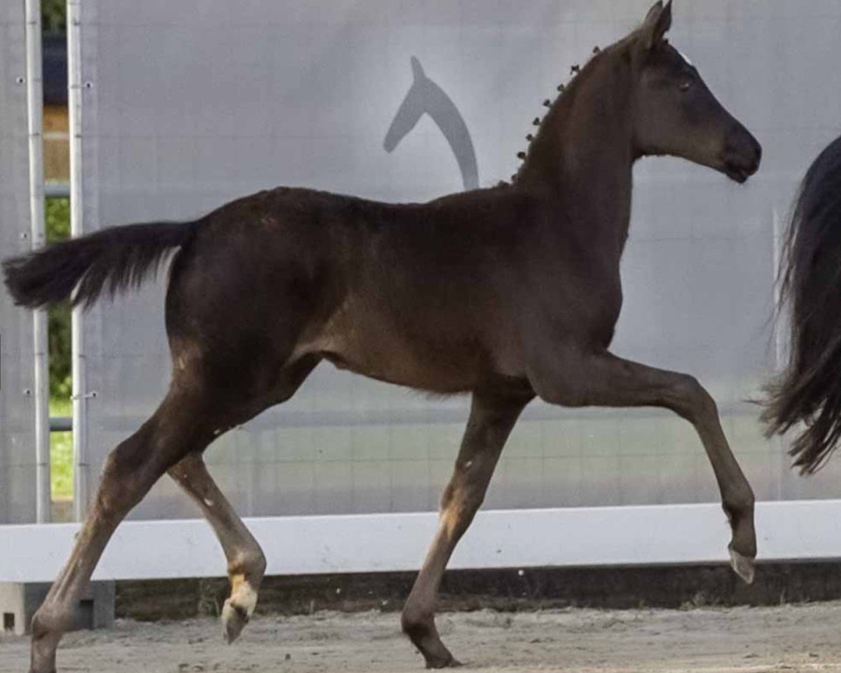 Pferd Donna Mills (Hannoveraner, 2024, von Donier)
