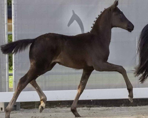 horse Donna Mills (Hanoverian, 2024, from Donier)