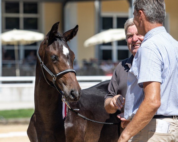 horse Guess (Austrian Warmblood, 2023, from Kjento)