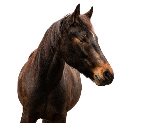 horse Bellino (German Riding Pony, 2016, from Bon Jovi)