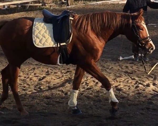 Pferd Klara Bellissima (Trakehner, 2022, von Zauberdeyk)