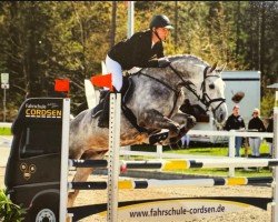 jumper Darlenski (German Sport Horse, 2017, from Dario)
