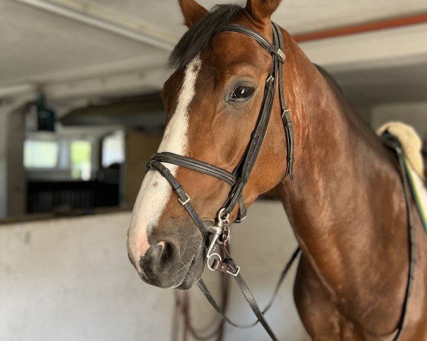 jumper Quattro 61 (Oldenburg show jumper, 2017, from Quabri de l'Isle)