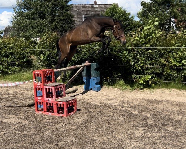 horse First Avenger CW (Hanoverian, 2021, from Figari)