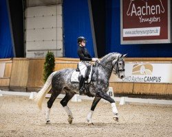 dressage horse Mr. E-Jay (KWPN (Royal Dutch Sporthorse), 2017, from Ekwador)