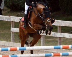 horse Kashmira (KWPN (Royal Dutch Sporthorse), 2015, from Grodino)