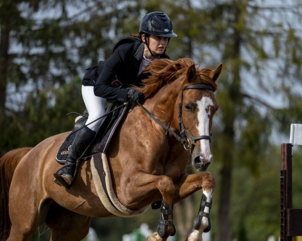 Pferd Quinsky (Westfale, 2019, von Quo Vados I)