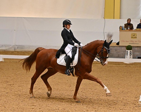 dressage horse Captain Morgan 4 (Austrian Warmblood, 2010, from Cosino B)