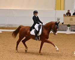 dressage horse Captain Morgan 4 (Austrian Warmblood, 2010, from Cosino B)