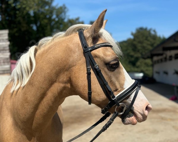 dressage horse Bergerhof's Liberty (Austrian Reitpony, 2017, from Le Matsjo)