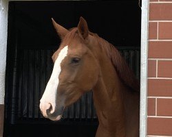 Springpferd Dora 228 (Hannoveraner, 2020, von Diaron OLD)