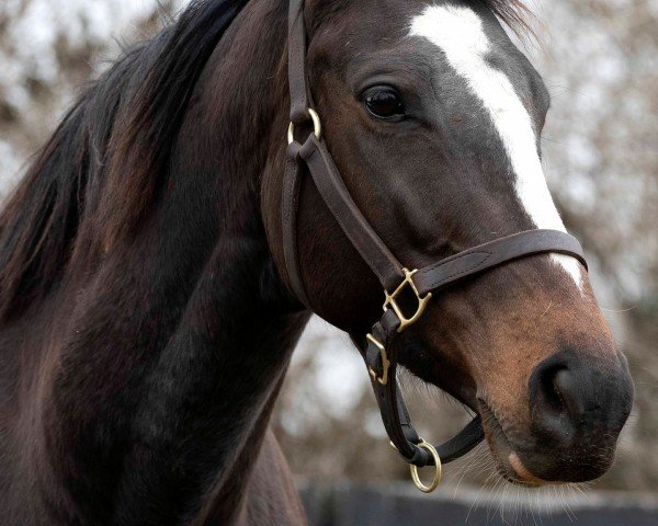 broodmare War Bonnet xx (Thoroughbred, 2019, from War Front xx) broodmare War Bonnet xx (Thoroughbred, 2019, from War Front xx)