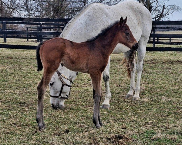 foal by Stute von Mage xx (Thoroughbred, 2025, from Mage xx)